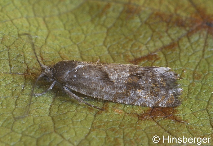 Epinotia pygmaeana (HBNER, 1799)