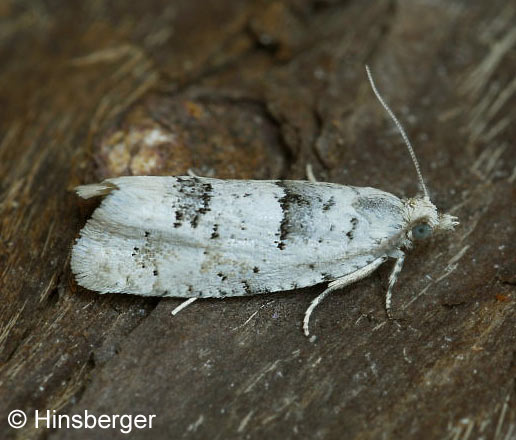 Epinotia bilunana (HAWORTH, 1811)