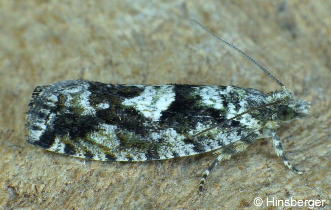 Zeiraphera isertana (FABRICIUS, 1794)