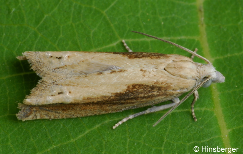 Eucosma obumbratana (LIENIG & ZELLER, 1846)