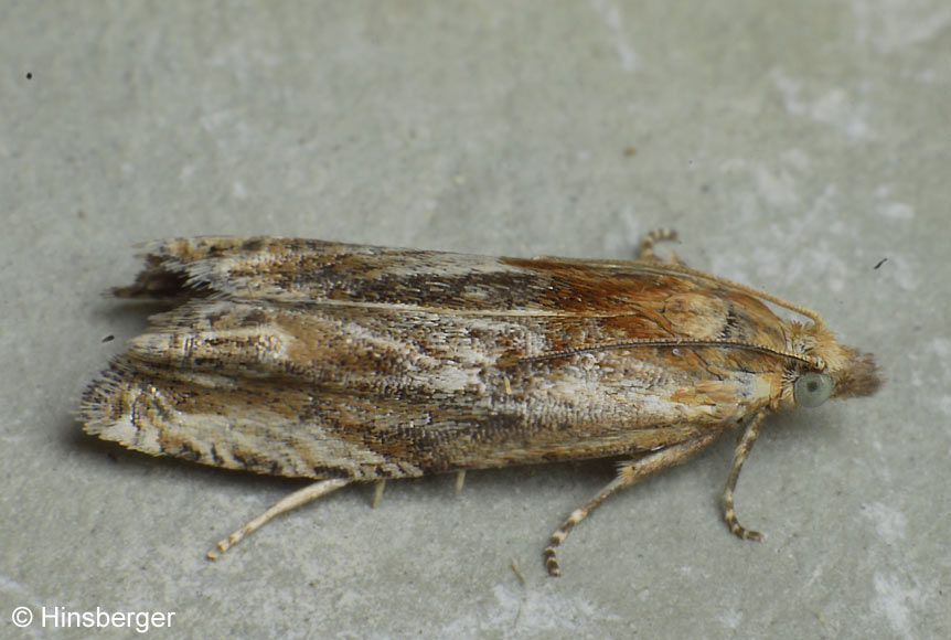 Eucosma cana (HAWORTH, 1811)