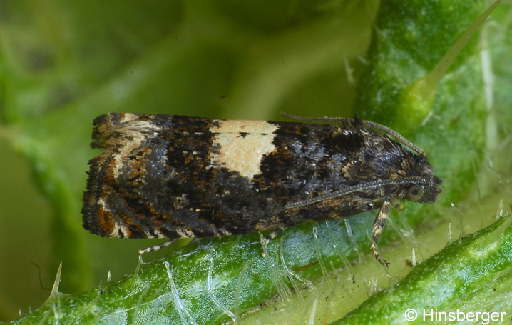 Epiblema cirsiana (ZELLER, 1843)