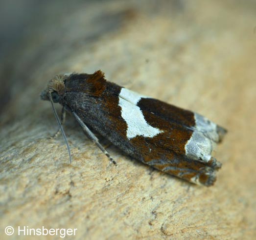 Epiblema foenella (LINNAEUS, 1758)