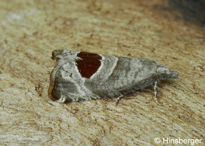 Notocelia uddmanniana (LINNAEUS, 1758)