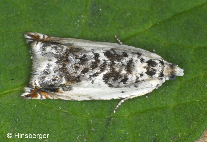 Ancylis laetana (FABRICIUS, 1775)
