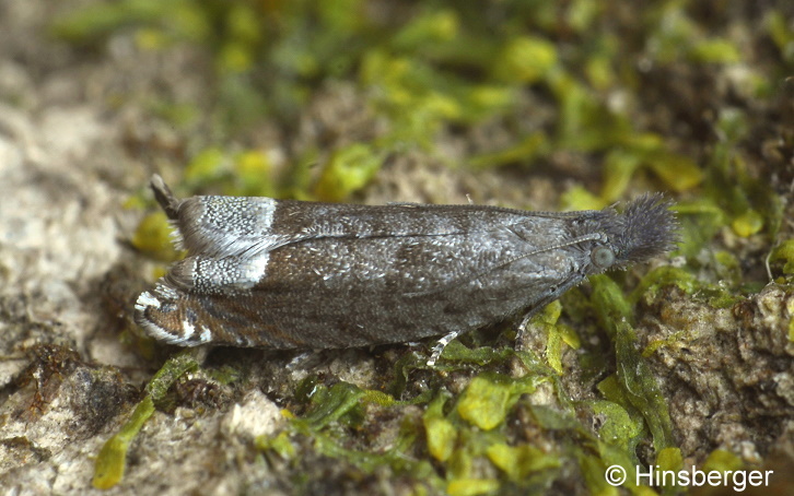 Ancylis tineana (HBNER, 1799)