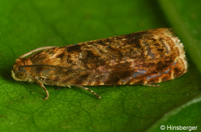 Cydia janthinana (DUPONCHEL, 1843)