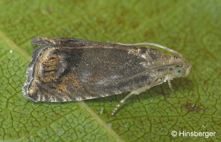 Cydia splendana (HBNER, 1799)