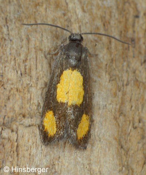 Pammene aurana (FABRICIUS, 1775)