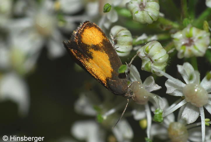 Pammene aurana (FABRICIUS, 1775)