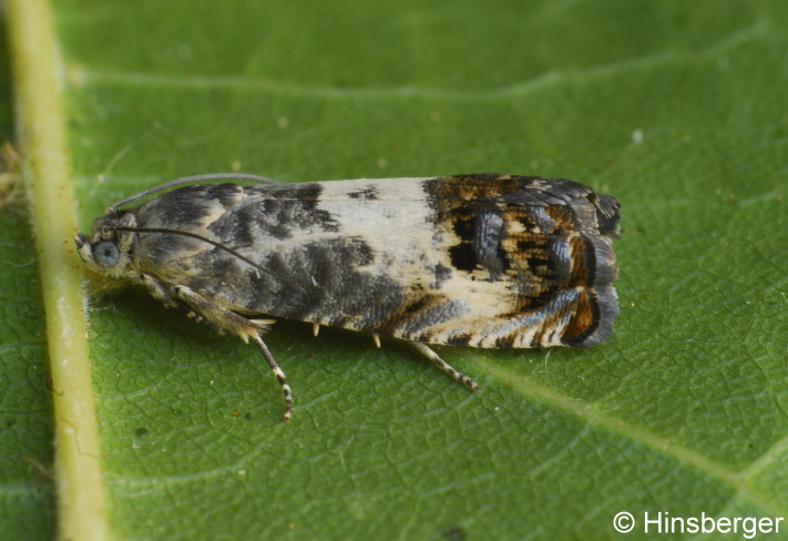 Pammene fasciana (LINNAEUS, 1761)