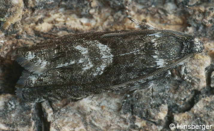 Pammene inquilina T. Fletcher, 1938