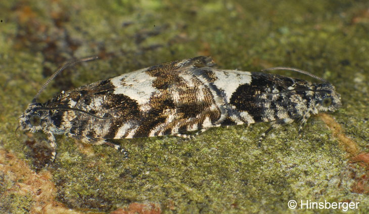 Pammene argyrana (HBNER, 1799)