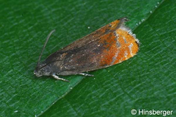 Pammene rhediella (CLERCK, 1759)