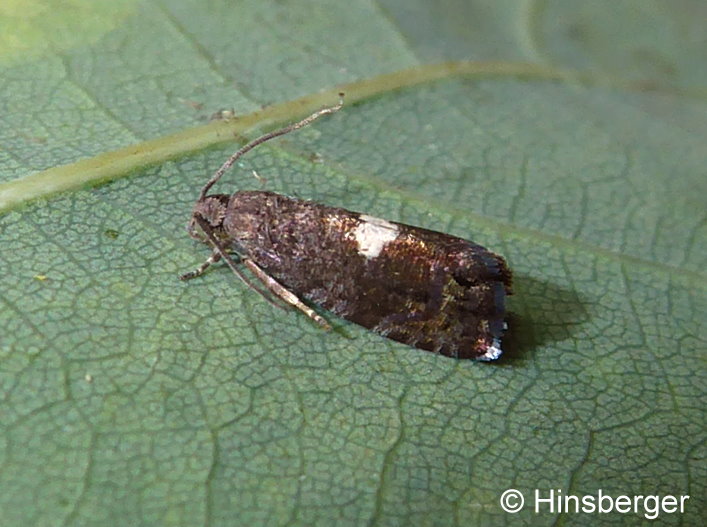 Pammene spiniana (DUPONCHEL, 1843)