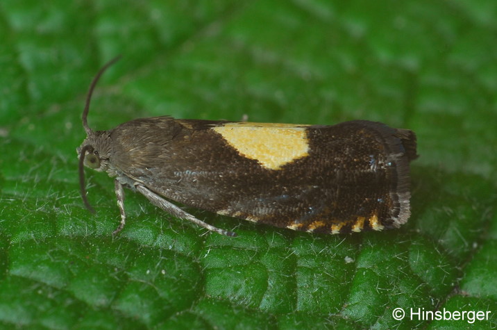 Pammene regiana (ZELLER, 1849)