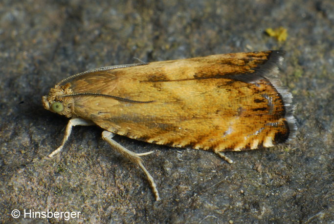 Pammene aurita RAZOWSKI, 1991