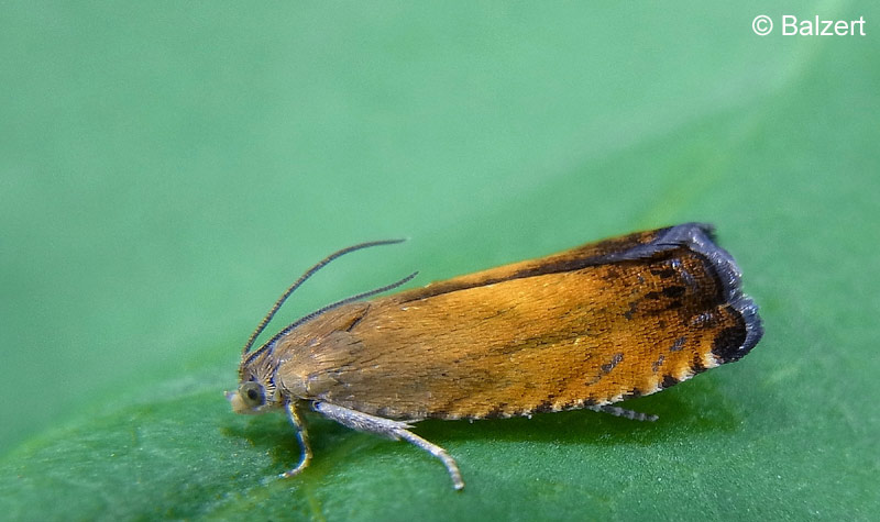 Pammene aurita RAZOWSKI, 1991