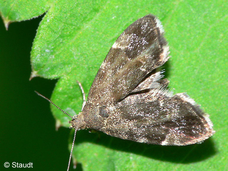 Anthophila fabriciana (LINNAEUS, 1767)