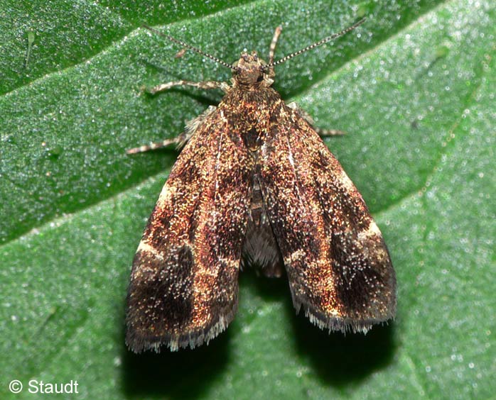 Anthophila fabriciana (LINNAEUS, 1767)