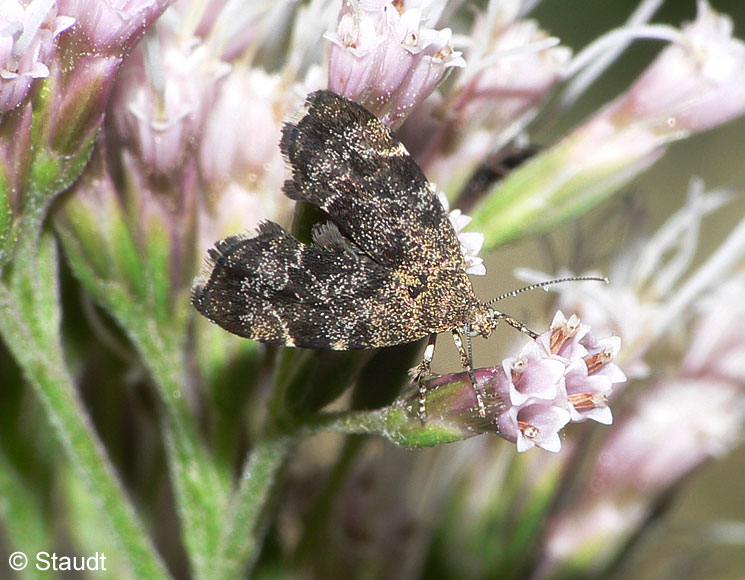 Anthophila fabriciana (LINNAEUS, 1767)