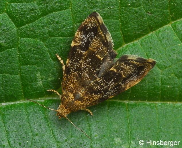 Anthophila fabriciana (LINNAEUS, 1767)