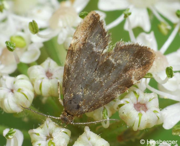 Anthophila fabriciana (LINNAEUS, 1767)