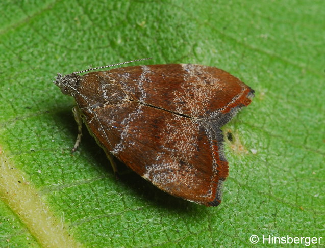 Choreutis nemorana (HBNER, 1799)