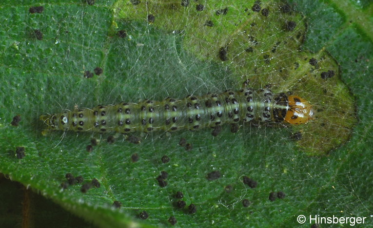 Choreutis nemorana (HBNER, 1799)