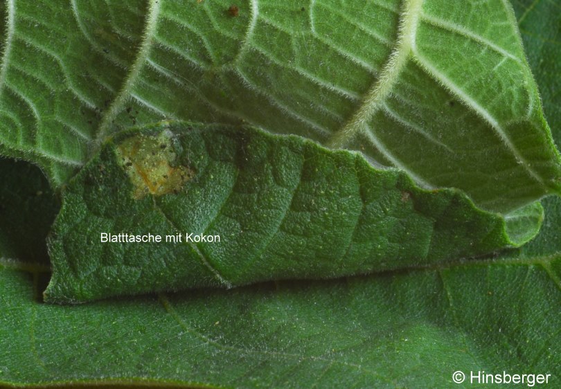 Choreutis nemorana (HBNER, 1799)