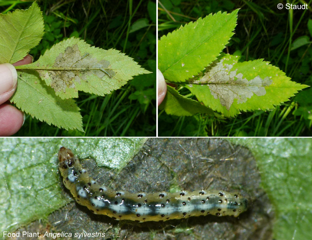 Epermenia chaerophyllella (GOEZE, 1783)