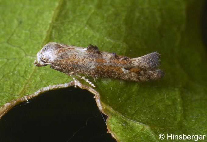 Epermenia iniquella (WOCKE, 1867)