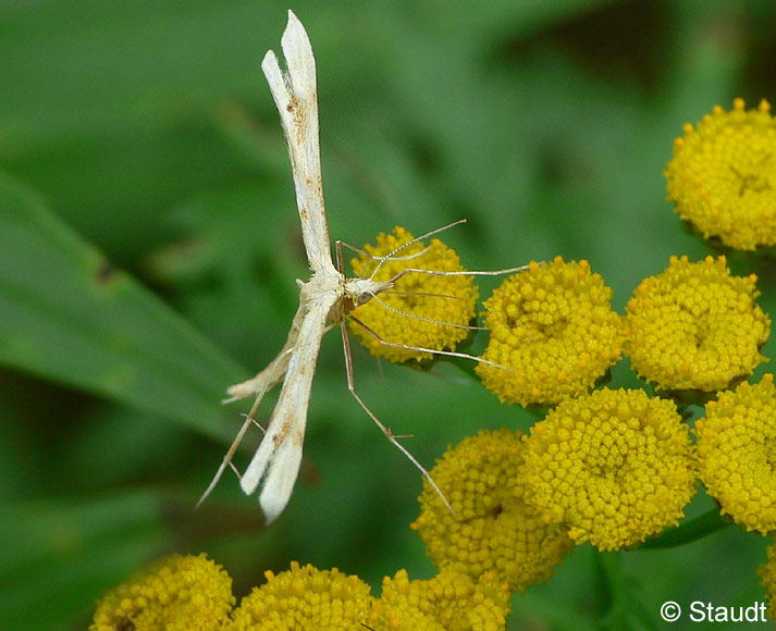 Platyptilia tetradactyla (LINNAEUS, 1758)