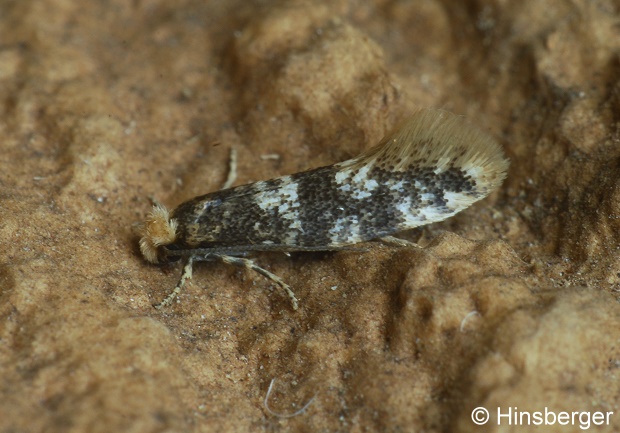 Infurcitinea roesslerella (HEYDEN, 1865)