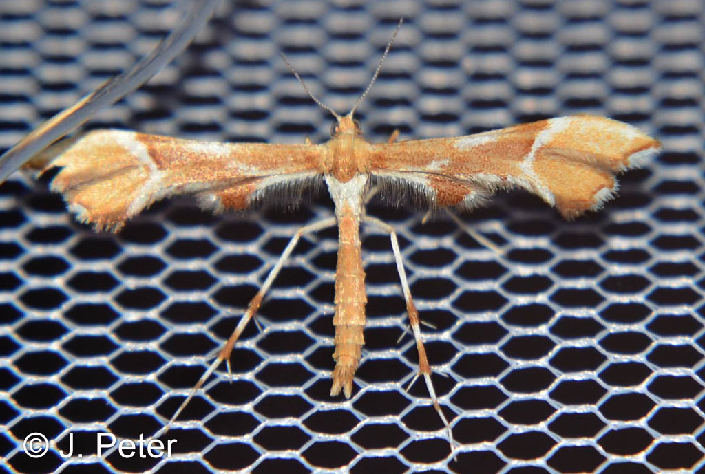 Cnaemidophorus rhododactyla (DENIS & SCHIFFERMLLER, 1775)