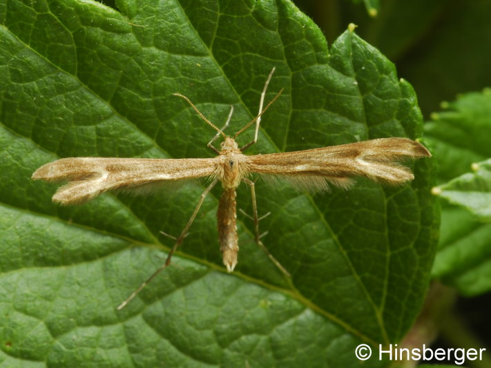 Marasmarcha lunaedactyla (HAWORTH, 1811)