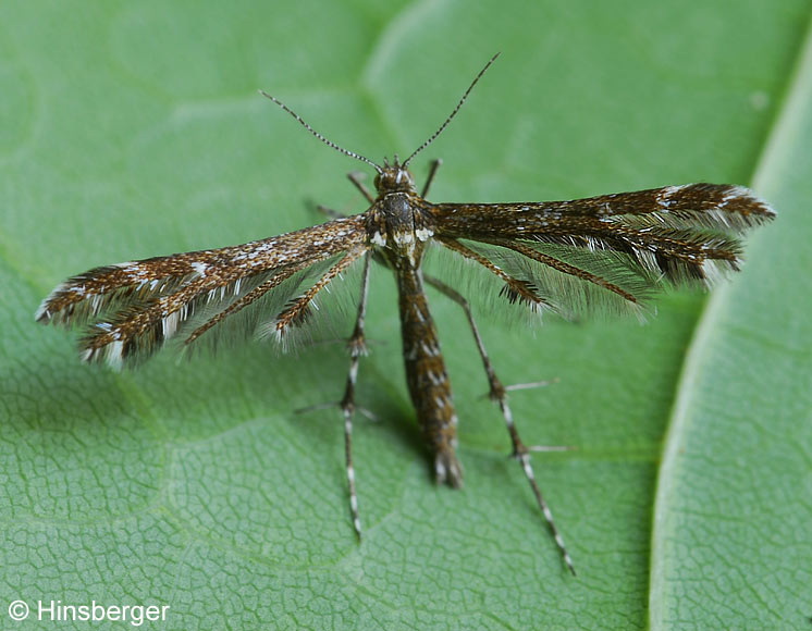 Oxyptilus parvidactyla (HAWORTH, 1811)