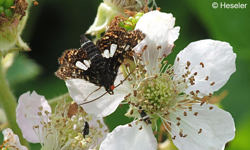 Thyris fenestrella (SCOPOLI, 1763)