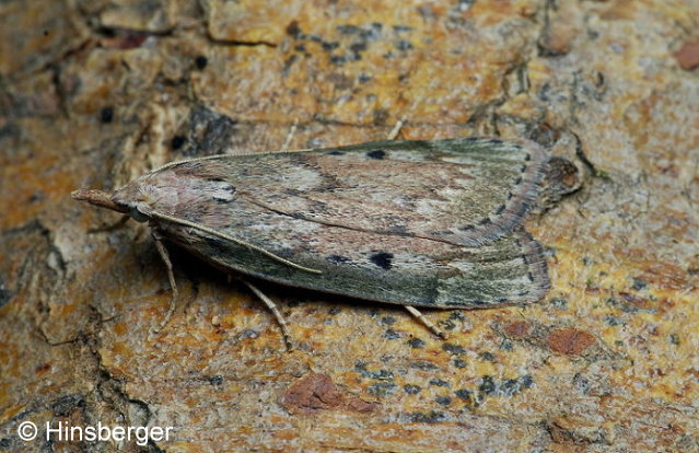 Aphomia sociella (LINNAEUS, 1758)