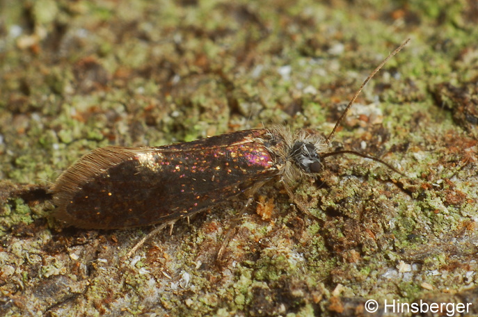 Eriocrania semipurpurella (STEPHENS, 1835)