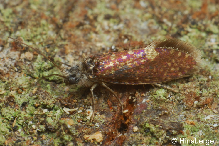 Eriocrania semipurpurella (STEPHENS, 1835)