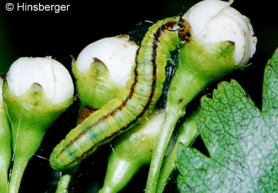 Trachycera advenella (ZINCKEN, 1818)