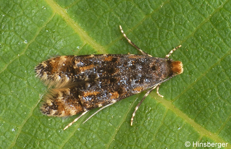 Stenoptinea cyaneimarmorella (MILLI?RE, 1854)