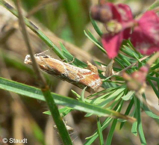 Ancylosis cinnamomella (DUPONCHEL, 1836)