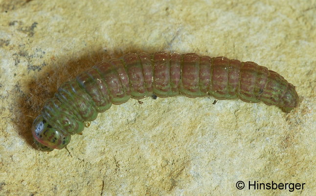 Ancylosis cinnamomella (DUPONCHEL, 1836)