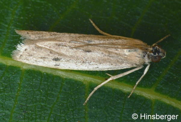 Phycitodes maritima (TENGSTRM, 1848)