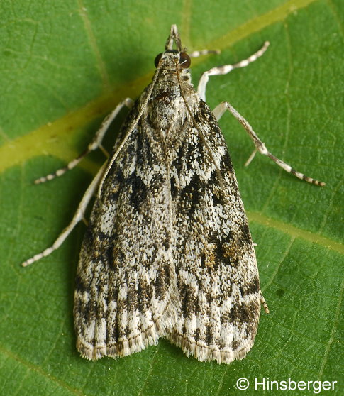 Scoparia basistrigalis KNAGGS, 1866