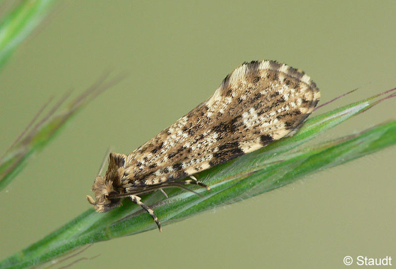 Triaxomera parasitella (HBNER, 1796)