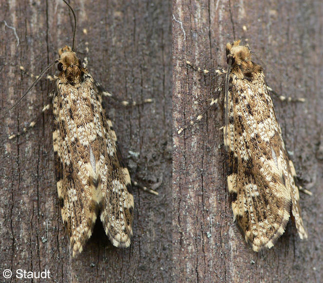 Triaxomera parasitella (HBNER, 1796)