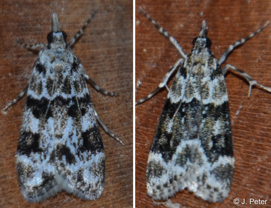 Eudonia delunella (STAINTON, 1849)